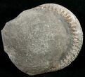 Large Pyritized Dactylioceras Ammonite #10557-2
